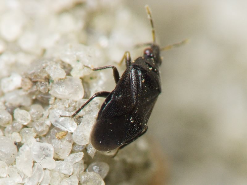 Orius niger (Wolff, 1811)